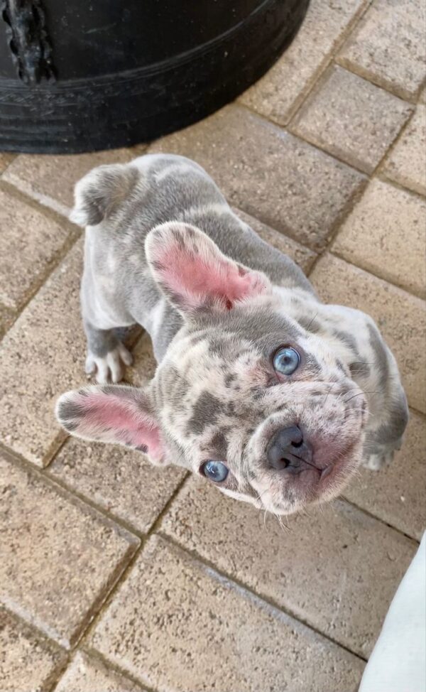 Bruno